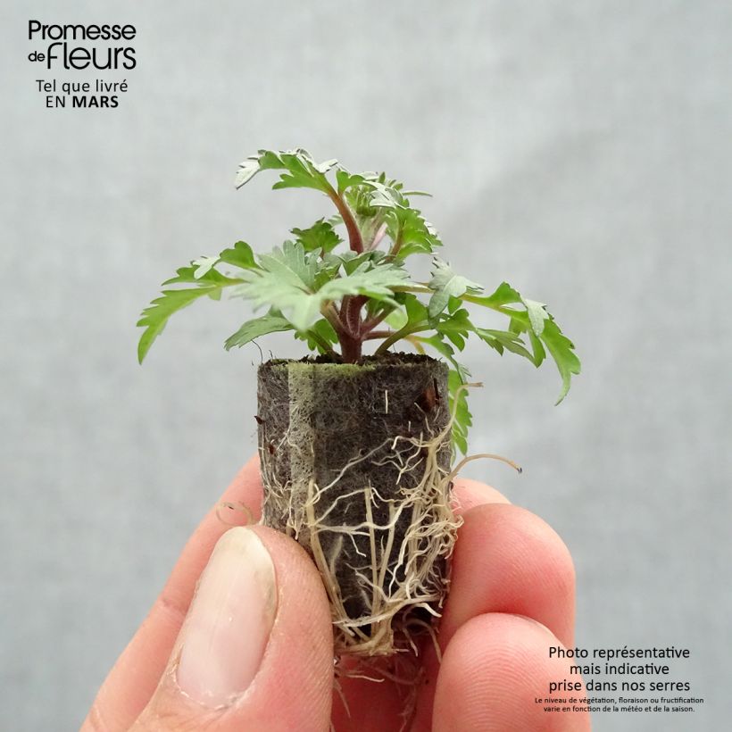 Exemplaar van Bidens Campfire Funny Honey - Tandzaad Mini-mot Ø 1,5/2,5 cm zoals geleverd in de lente