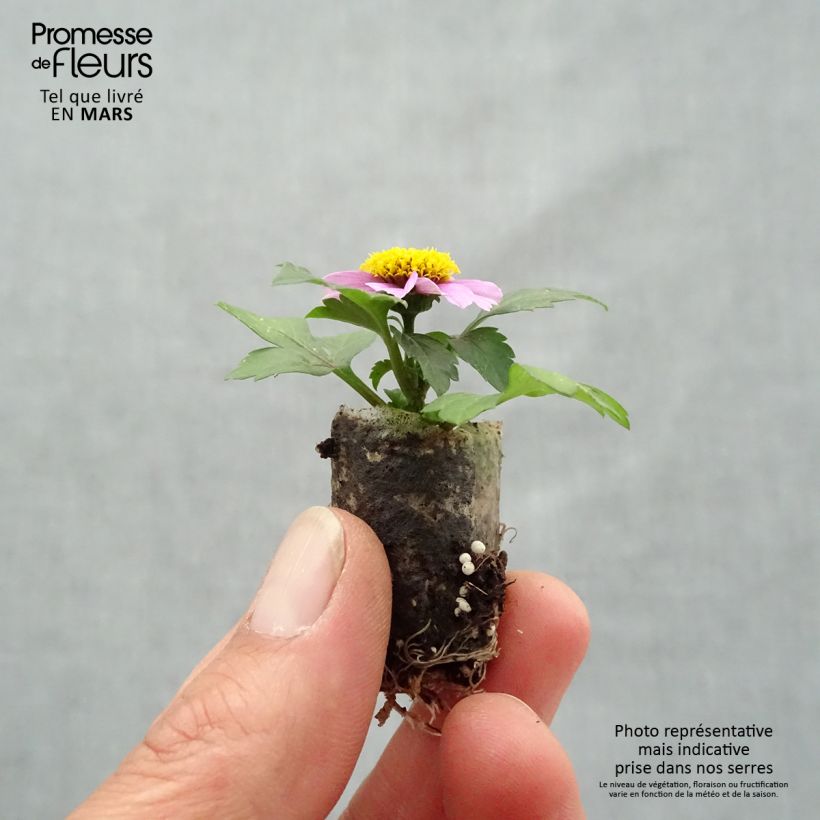 Example of Bidens Stoplight Mini-mot Ø 1,5/2,5 cm as you get in printemps