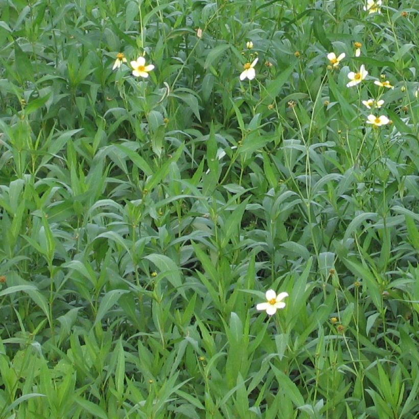 Bidens aurea - Tandzaad (Blad)