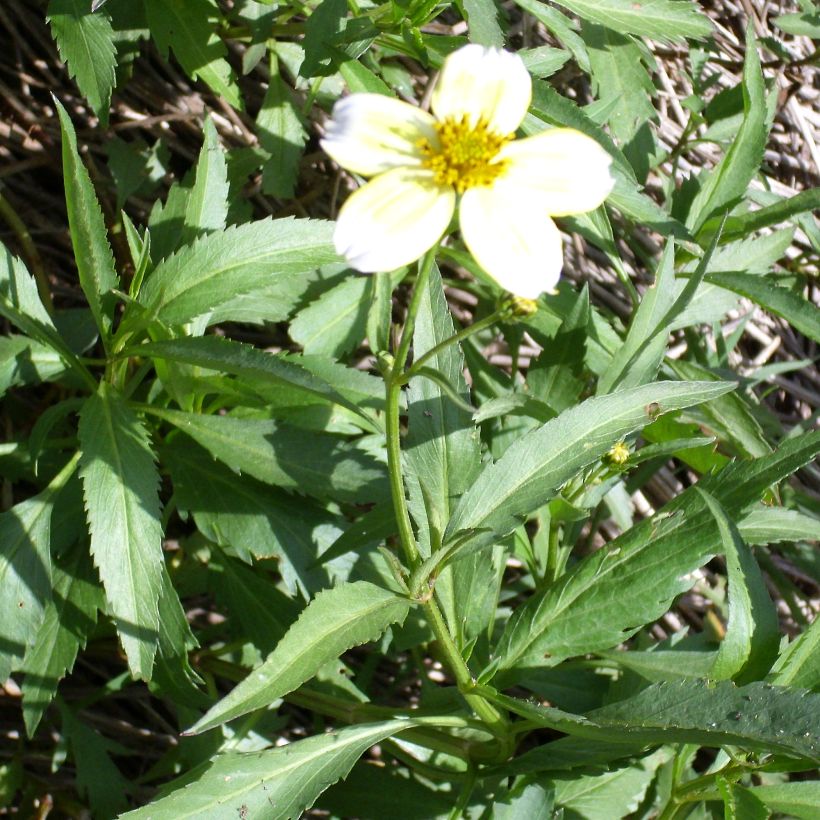 Bidens aurea - Tandzaad (Groeiplaats)