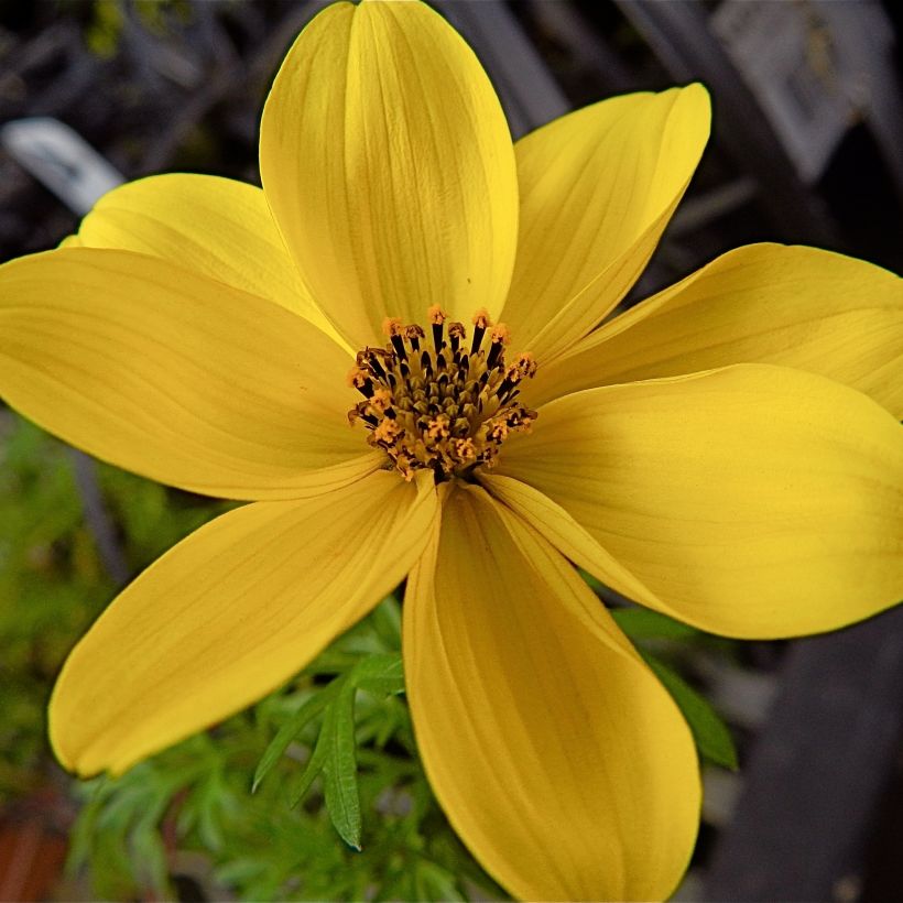 Bidens ferulifolia - Tandzaad (Bloei)
