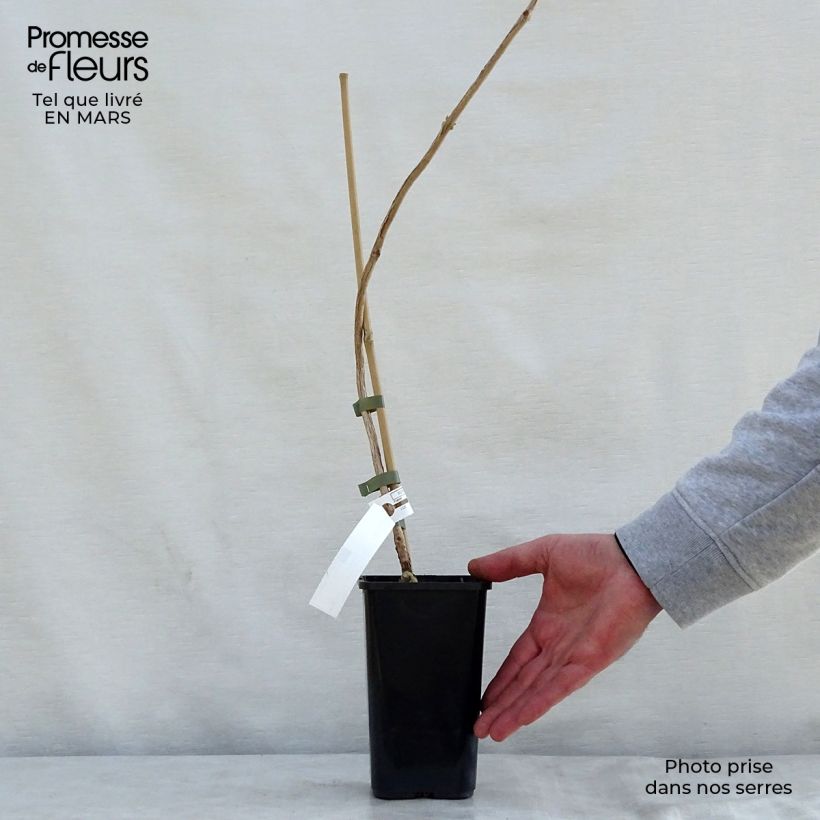 Example of Campsis tagliabuana Madame Galen - Trompetklimmer Pot van 1 l/1,5 l as you get in printemps