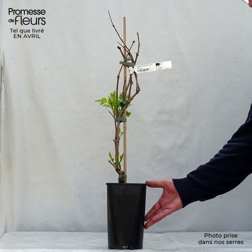 Exemplaar van Campsis tagliabuana Summer Jazz Fire - Trompetklimmer Pot van 2 l/3 l zoals geleverd in de lente