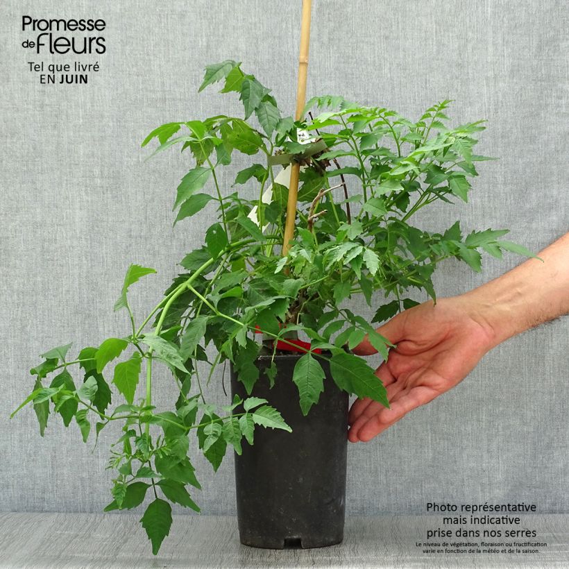 Exemplaar van Campsis tagliabuana Summer Jazz Fire - Trompetklimmer Pot van 2 l/3 l zoals geleverd in de zomer