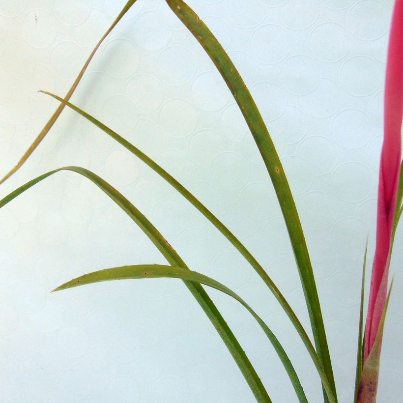 Billbergia nutans - Vriendschapsplant (Blad)