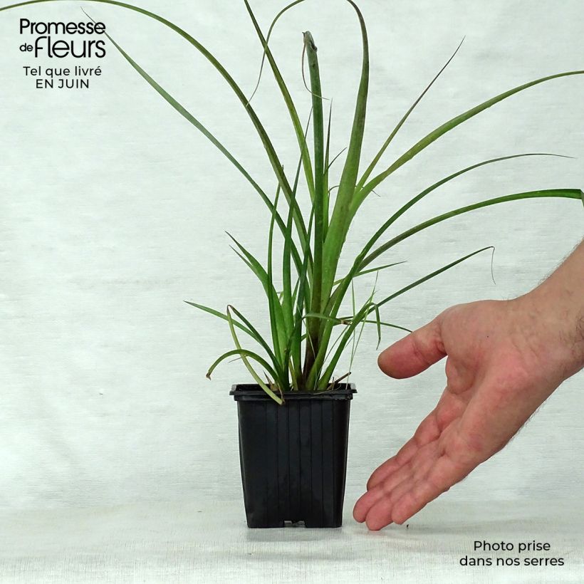 Exemplaar van Billbergia nutans - Vriendschapsplant Kweekpotje van 7/8 cm zoals geleverd in de zomer