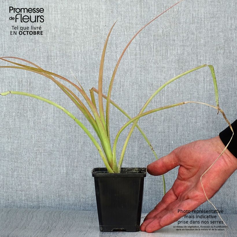 Exemplaar van Billbergia nutans - Vriendschapsplant Kweekpotje van 7/8 cm zoals geleverd in de herfst