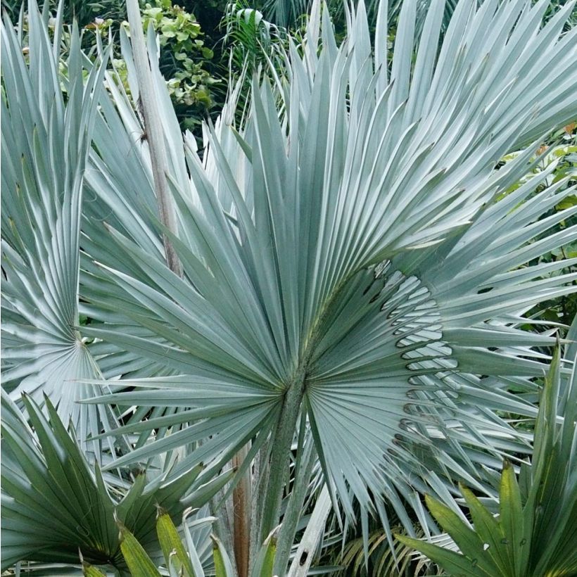 Bismarckia nobilis - Bismarckpalm (Blad)