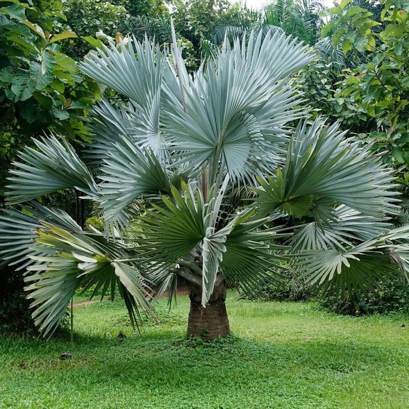 Bismarckia nobilis - Bismarckpalm (Groeiplaats)
