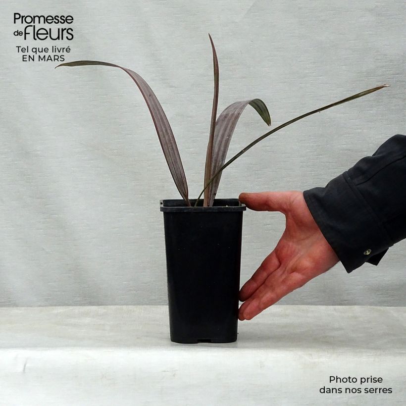 Exemplaar van Bismarckia nobilis - Bismarckpalm Pot van 12 cm / 13 cm zoals geleverd in de lente