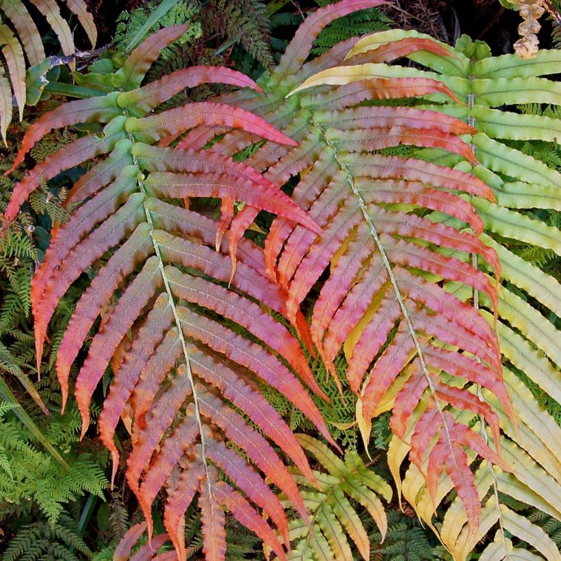 Blechnum novae-zelandiae - Dubbelloof (Blad)