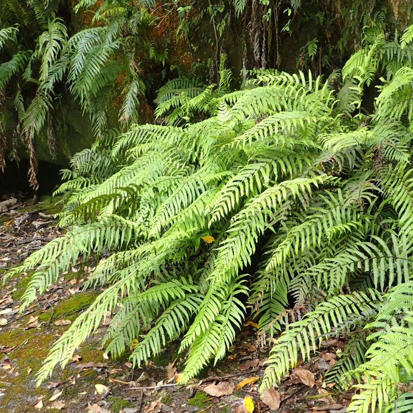 Blechnum novae-zelandiae - Dubbelloof (Groeiplaats)