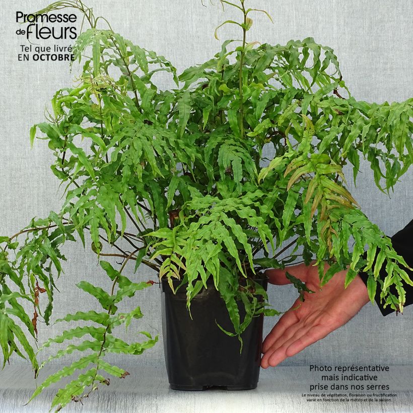 Exemplaar van Blechnum novae-zelandiae - Dubbelloof Pot van 3 l/4 l zoals geleverd in de herfst