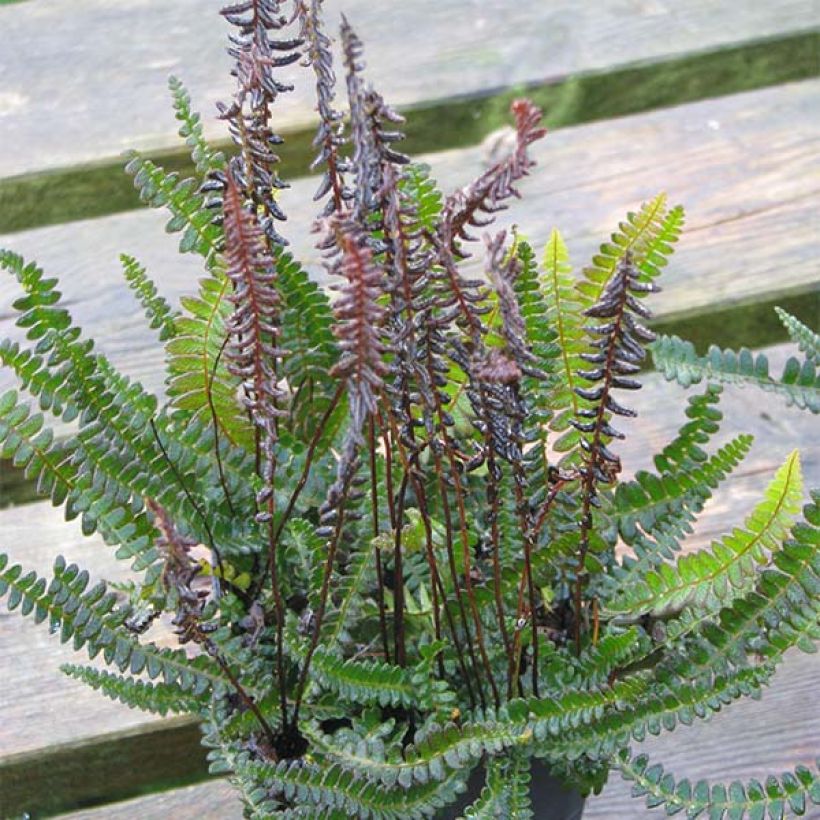 Blechnum penna-marina - Dubbelloofvaren (Groeiplaats)