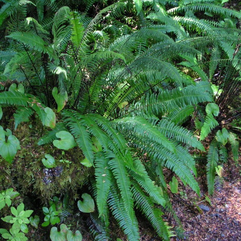 Blechnum spicant - Dubbelloofvaren (Groeiplaats)
