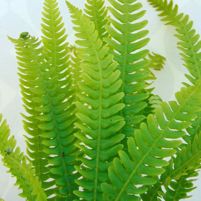 Blechnum spicant - Dubbelloofvaren (Blad)