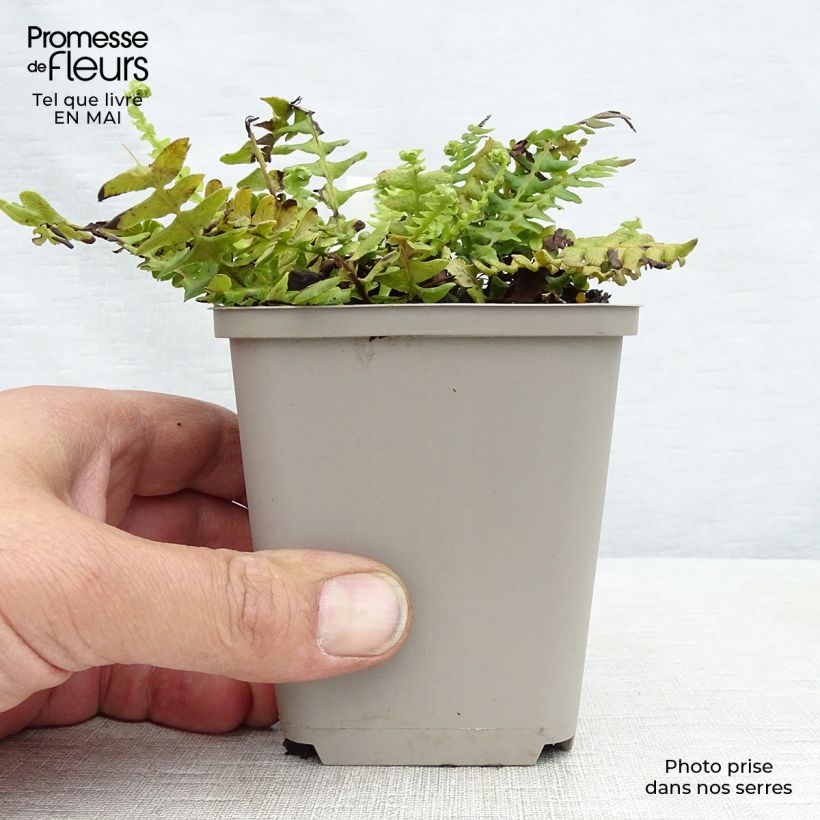 Exemplaar van Blechnum spicant - Dubbelloofvaren Kweekpotje van 8/9 cm zoals geleverd in de lente