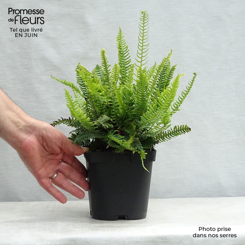 Exemplaar van Blechnum spicant - Dubbelloofvaren Kweekpotje van 8/9 cm zoals geleverd in de zomer