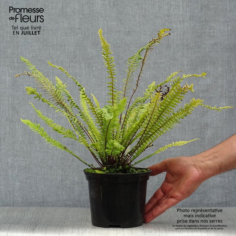 Exemplaar van Blechnum spicant - Dubbelloofvaren Pot van 2 l/3 l zoals geleverd in de zomer
