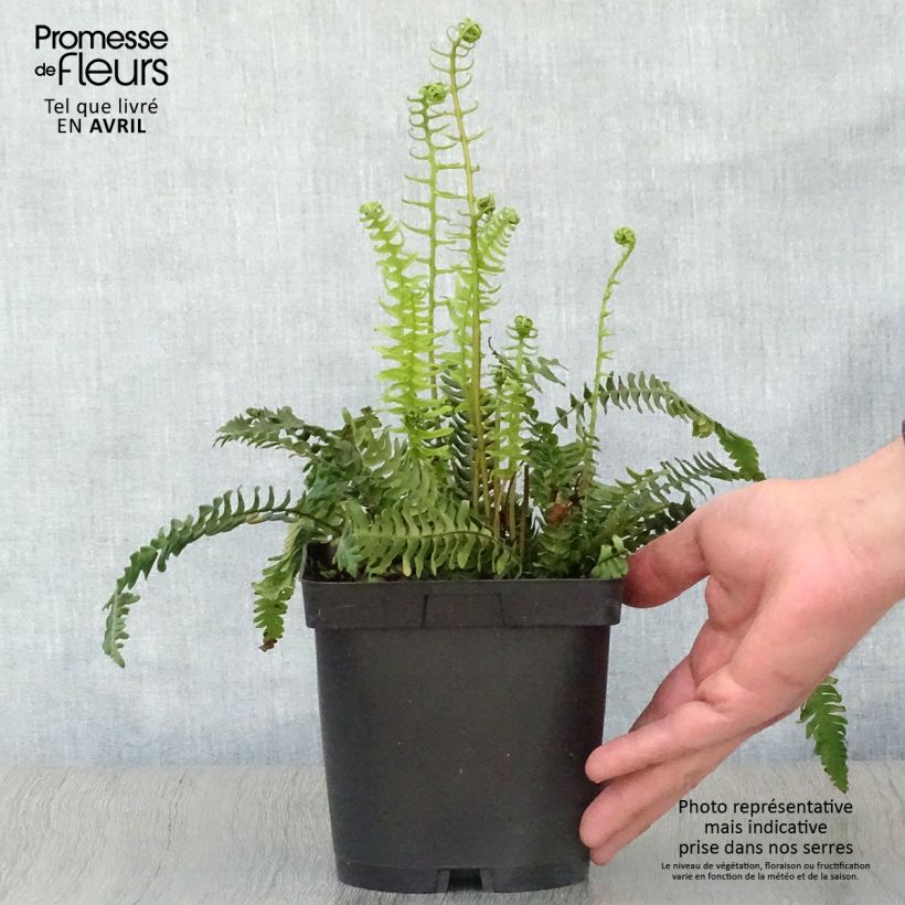 Exemplaar van Blechnum spicant - Dubbelloofvaren Pot van 2 l/3 l zoals geleverd in de lente