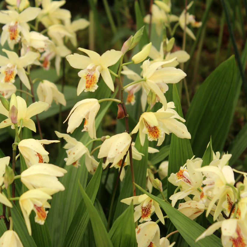 Bletilla ochracea - Aardorchidee (Groeiplaats)