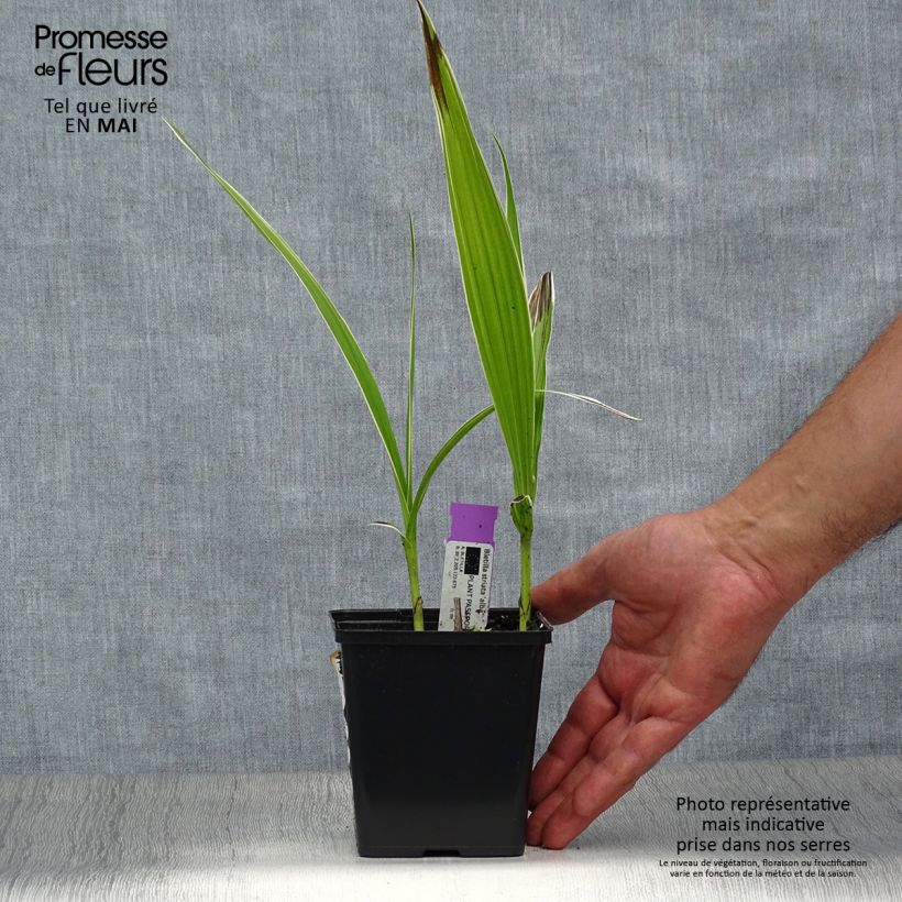 Exemplaar van Bletilla striata Alba - Japanse orchidee Pot van 1 l/1,5 l zoals geleverd in de lente