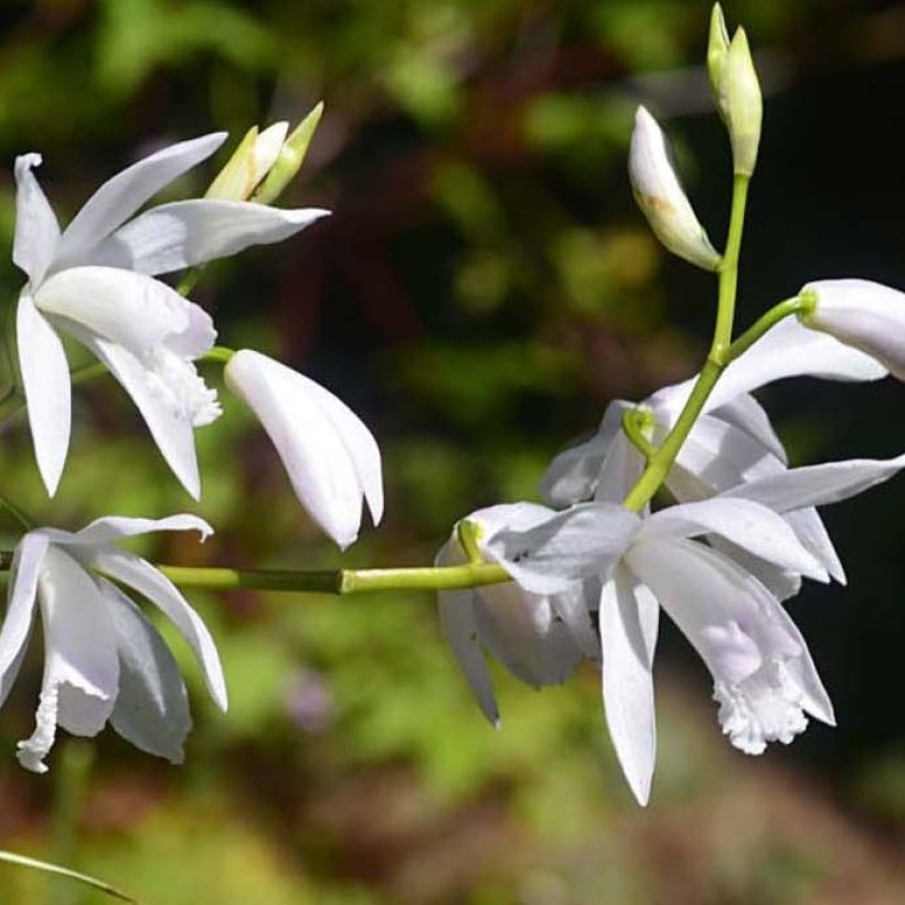 Bletilla striata Alba Variegata - Japanse orchidee (Bloei)