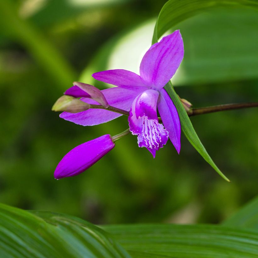 Bletilla striata Purple - Japanse orchidee (Bloei)