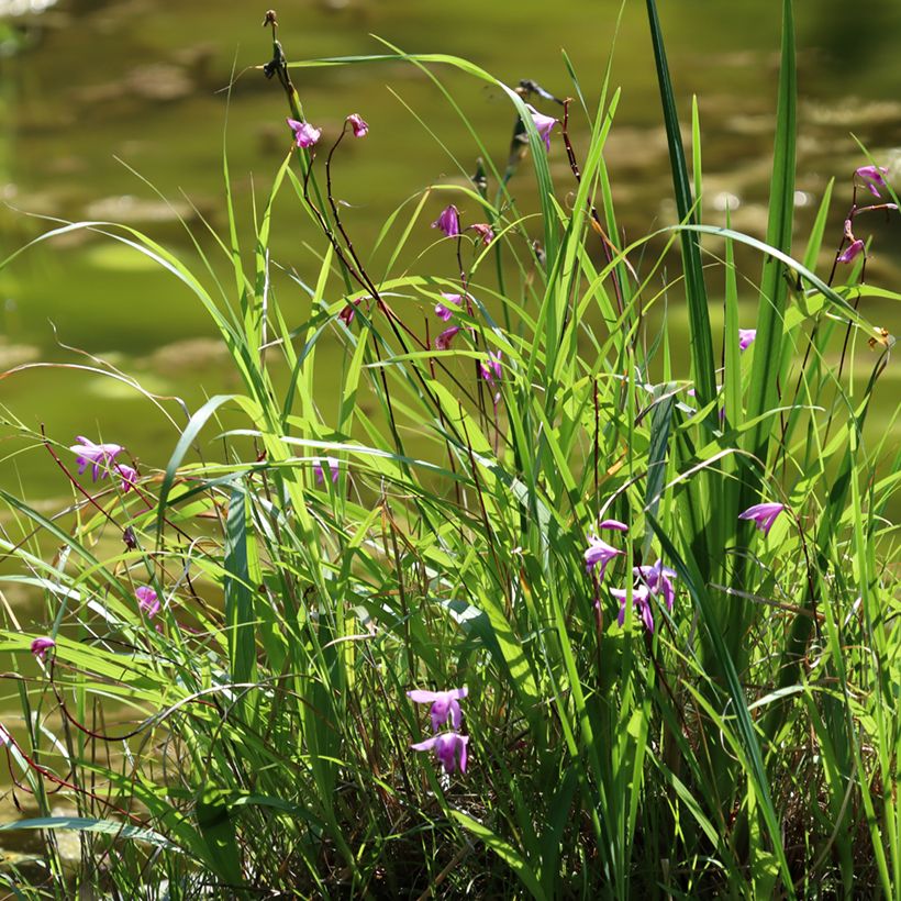 Bletilla striata Purple - Japanse orchidee (Groeiplaats)