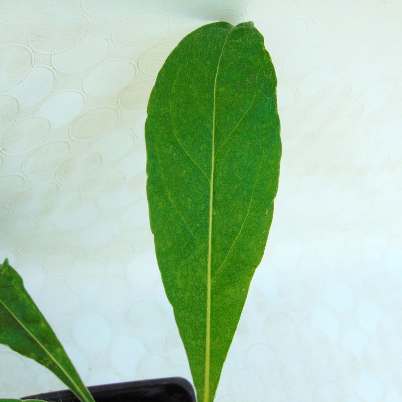 Centaurea montana - Bergkorenbloem (Blad)