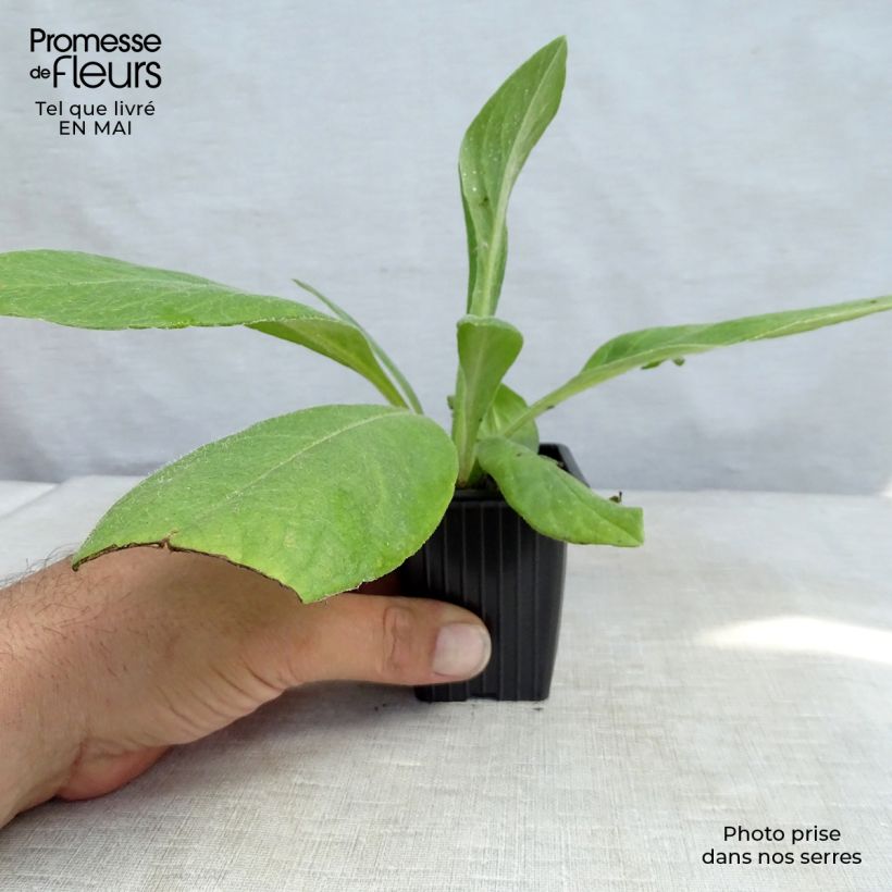 Exemplaar van Centaurea montana - Bergkorenbloem Kweekpotje van 7/8 cm zoals geleverd in de lente