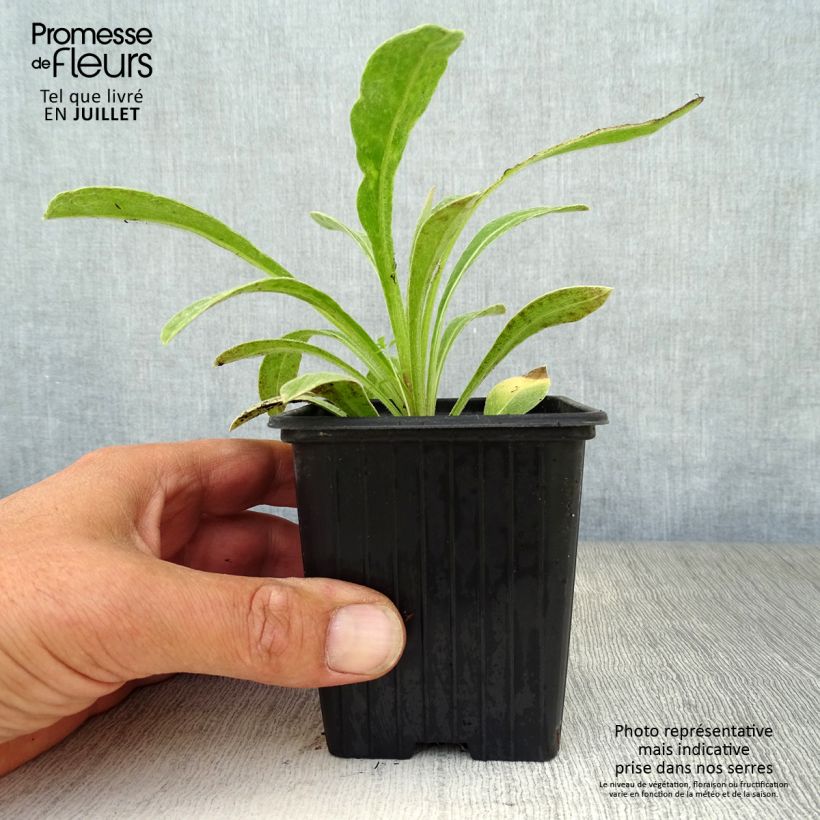 Exemplaar van Centaurea montana - Bergkorenbloem Kweekpotje van 7/8 cm zoals geleverd in de zomer