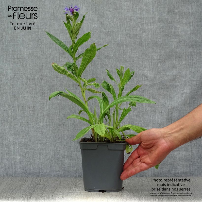 Exemplaar van Centaurea montana - Bergkorenbloem Pot van 2 l/3 l zoals geleverd in de zomer