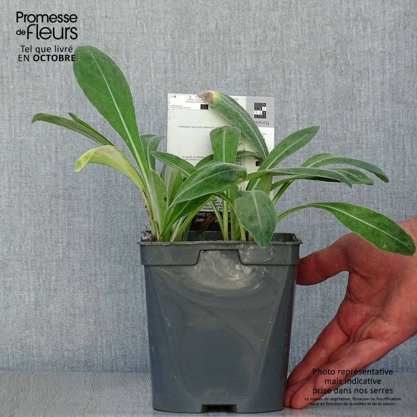 Exemplaar van Centaurea montana Amethyst in Snow - Bergkorenbloem Pot van 1,5 l/2 l zoals geleverd in de herfst
