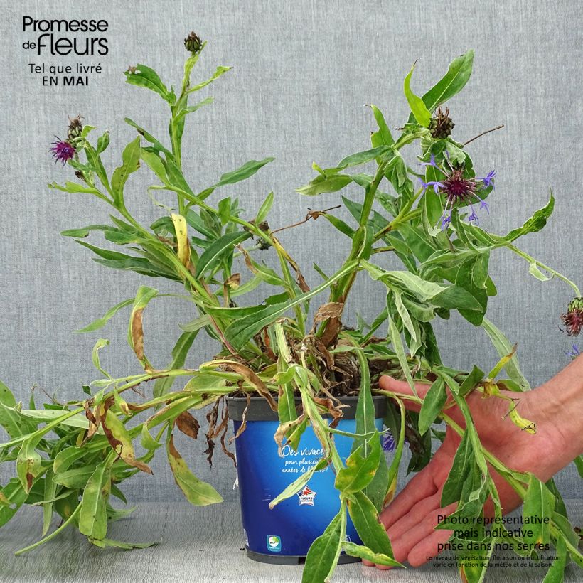 Exemplaar van Centaurea montana Sulphurea - Bergkorenbloem Pot van 2 l/3 l zoals geleverd in de lente
