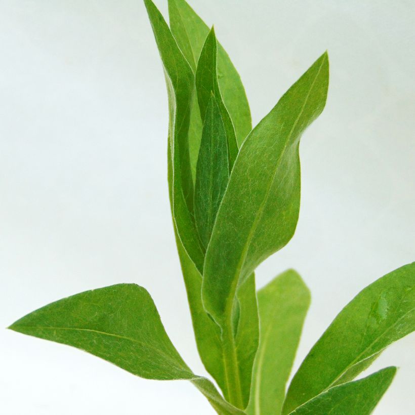 Centaurea montana Alba - Bergkorenbloem wit (Blad)