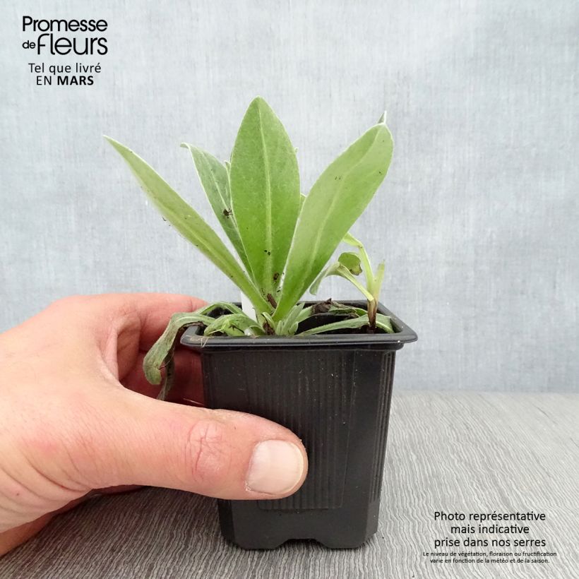 Exemplaar van Centaurea montana Alba - Bergkorenbloem wit Kweekpotje van 8/9 cm zoals geleverd in de lente