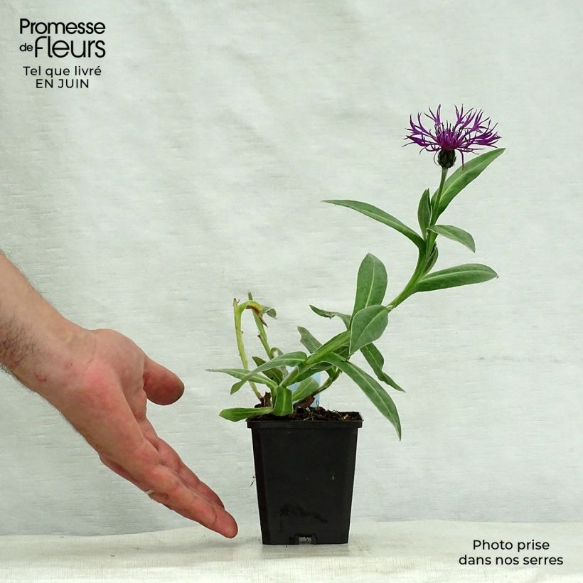 Exemplaar van Centaurea montana Amethyst Dream - Bergkorenbloem Kweekpotje van 8/9 cm zoals geleverd in de zomer