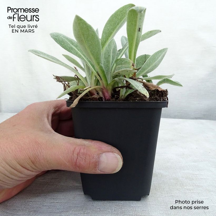 Exemplaar van Centaurea montana Purple Heart - Bergkorenbloem Kweekpotje van 8/9 cm zoals geleverd in de lente