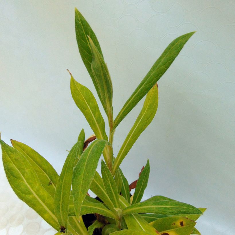 Centaurea montana Black Sprite - Bergkorenbloem (Blad)