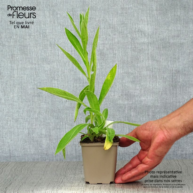 Exemplaar van Centaurea montana Jordy - Bergkorenbloem Kweekpotje van 8/9 cm zoals geleverd in de lente