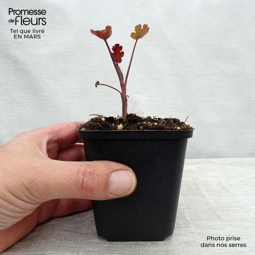 Exemplaar van Macleaya microcarpa Spetchley Ruby - Pluimpapaver Kweekpotje van 8/9 cm zoals geleverd in de lente
