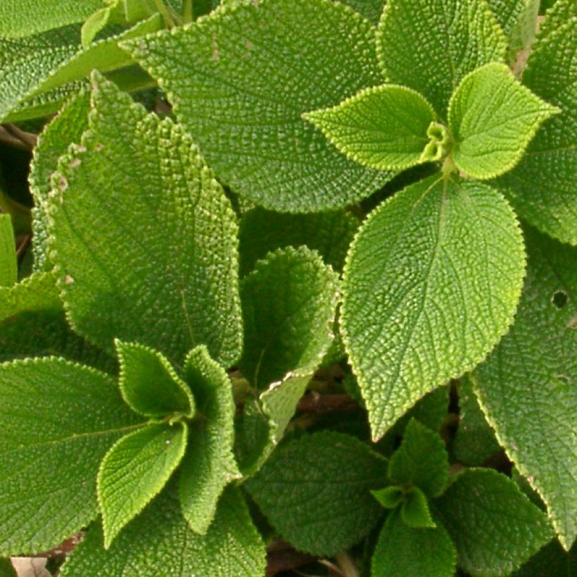 Boehmeria biloba - Ramie (Blad)