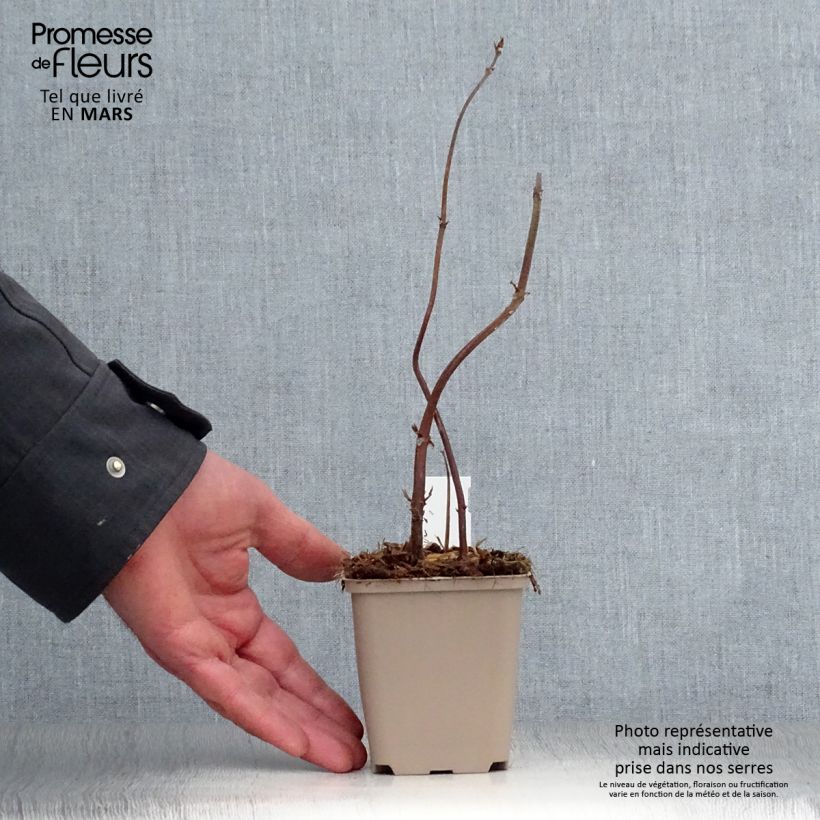 Exemplaar van Boehmeria biloba - Ramie Kweekpotje van 8/9 cm zoals geleverd in de lente