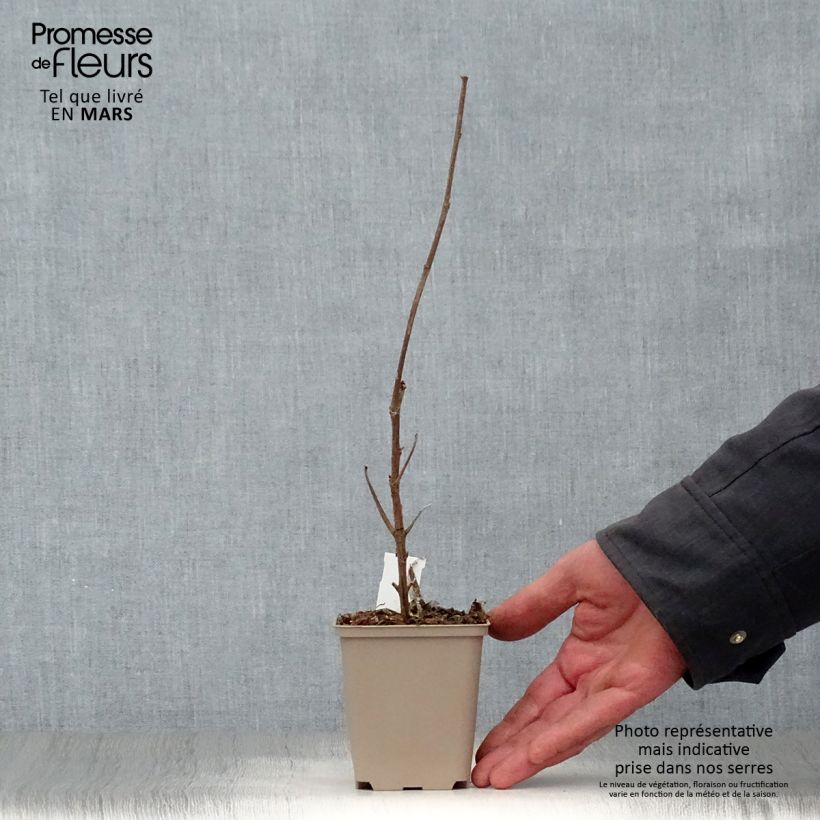 Exemplaar van Boehmeria cylindrica - Valse netel Kweekpotje van 8/9 cm zoals geleverd in de lente