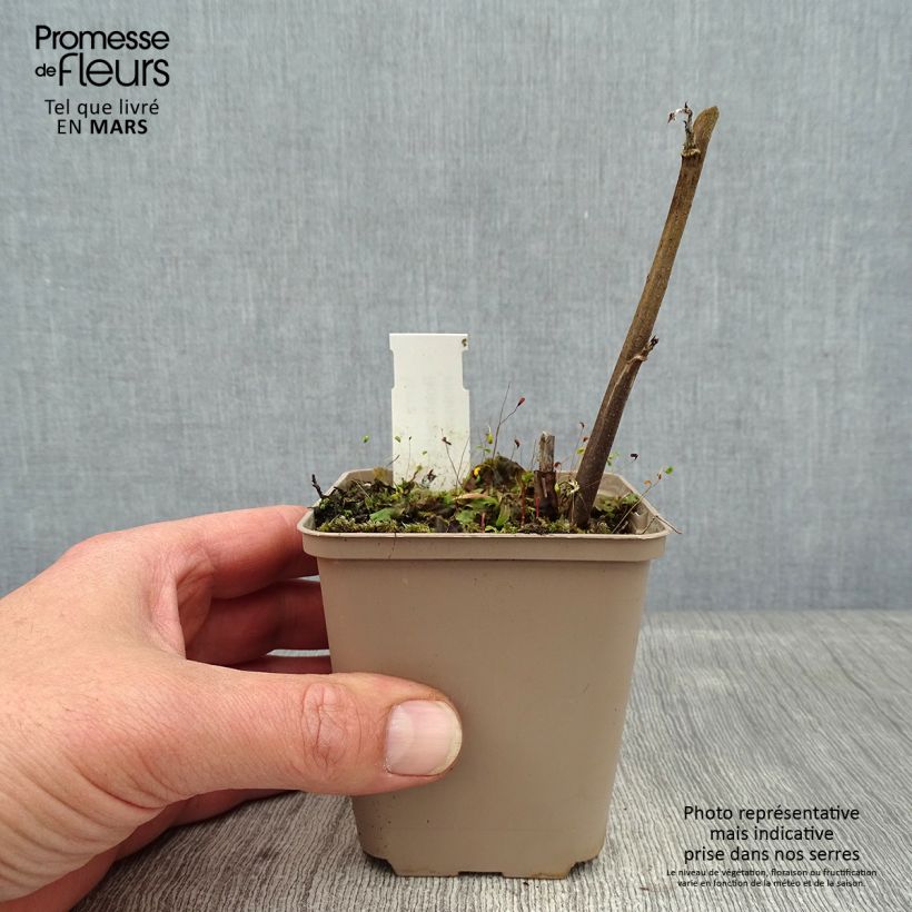 Exemplaar van Boehmeria cylindrica - Valse netel Kweekpotje van 8/9 cm zoals geleverd in de winter