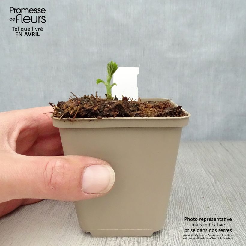 Exemplaar van Boehmeria sieboldiana - Valse netel Kweekpotje van 8/9 cm zoals geleverd in de lente