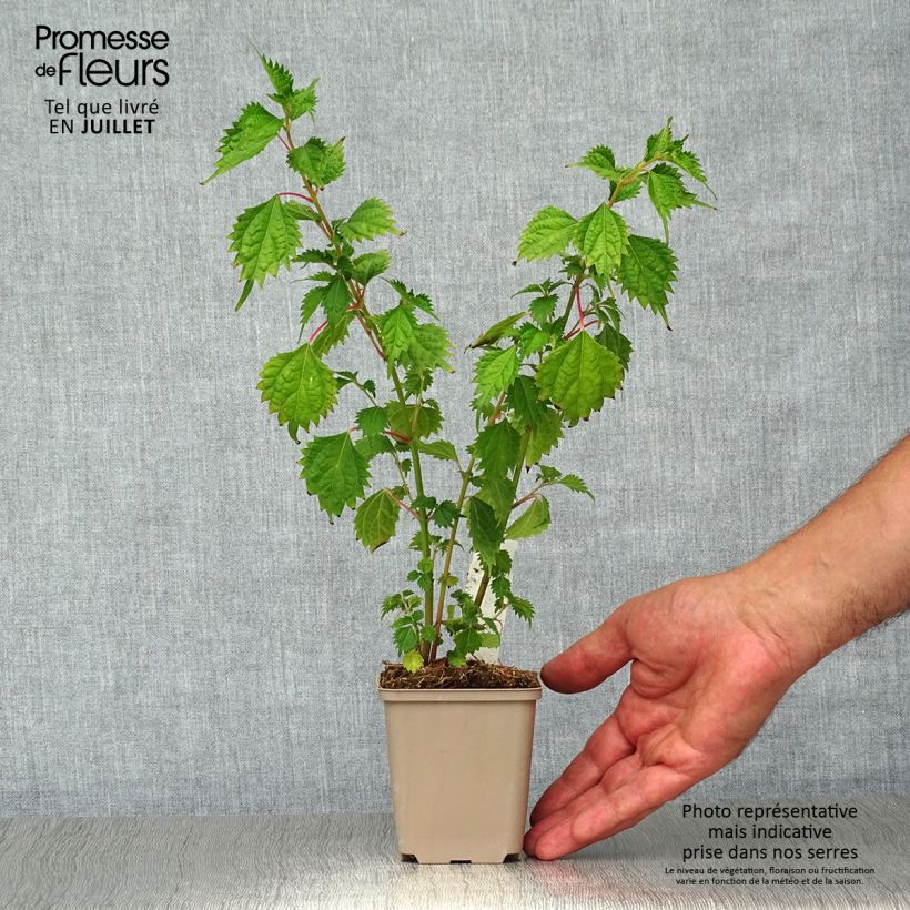 Exemplaar van Boehmeria spicata - Valse netel Kweekpotje van 8/9 cm zoals geleverd in de zomer