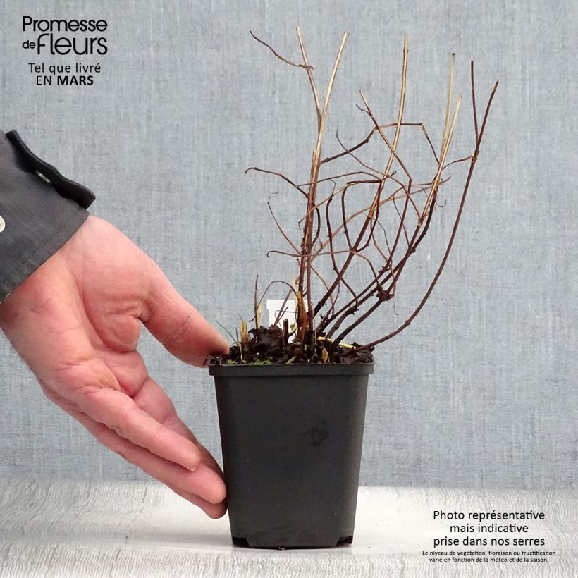 Exemplaar van Boehmeria tricuspis - Chinese netel Kweekpotje van 8/9 cm zoals geleverd in de lente