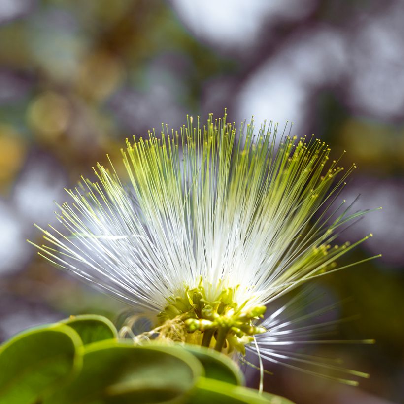 Albizzia lebbeck - Perzische slaapboom (Bloei)